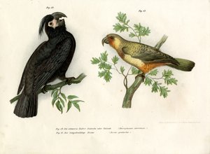 Goliat, 1864 de German School